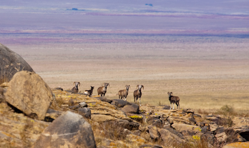 Argali Herd